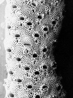 Porina gracilis Lamarck, 181 http://cort.as/MpBj6