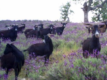 La imagen de las cabras rodeadas de plantas de cantueso habla por sí misma. Sobre por qué les gusta tanto el cantueso hay varias hipótesis. 