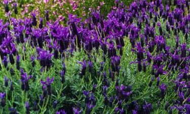 Cantueso o tomillo borriquero (Lavandula stoechas) arbusto ramoso de flores muy aromáticas, ampliamente extendido por el monte mediterraneo y al que se atribuyen múltiples propiedades medicinales, y se usa, entre otras utilidades, para hacer un licor muy espirituoso. 