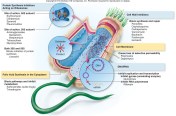 Agrupación de antibióticos según su mecanismo de acción (Curso MICRB 106 de la Universidad Penn State)