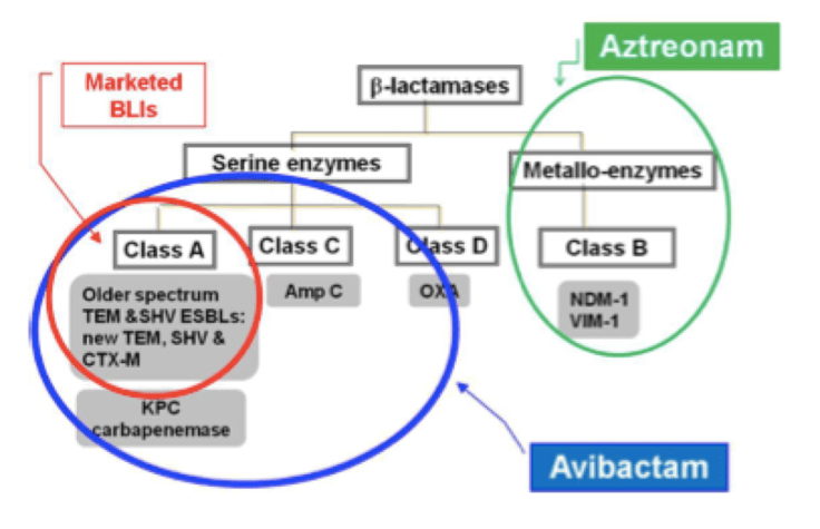 Efecto de la combinación de aztreonam y avibactam en lsu actividad frente a Enterobacterias portadoras de b-lactamasas